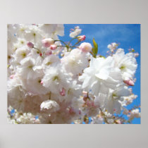 Spring Blossoms Posters Flowering Tree Blue Sky