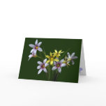 Spring Blue-Eyed Wildflower Note Card