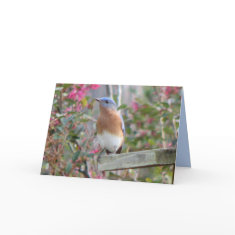 Spring Bluebird Card card