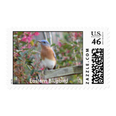 Spring Bluebird Postage stamp