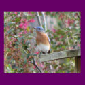 Spring Bluebird Poster posters