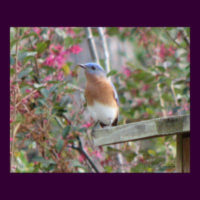Spring Bluebird Poster by naturegirl7
