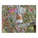 Spring Bluebird Poster posters by naturegirl7 Spring Bluebird Poster posters