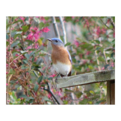 Spring Bluebird Poster print