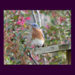 Spring Bluebird Poster posters