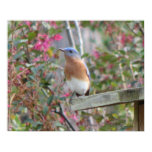 Spring Bluebird Poster