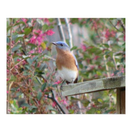 Spring Bluebird Poster print