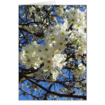 Spring Branches Cards