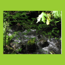 Spring Brook Poster posters