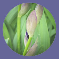 Spring Buds stickers