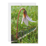 Spring Bulb in Flower Invitation