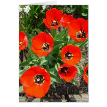 Spring Bulbs cards by Jack_of_Arts Spring Bulbs cards
