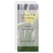 Spring Bulbs - Daffodils Rack Cards