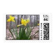 Spring Bulbs - Daffodils Stamp