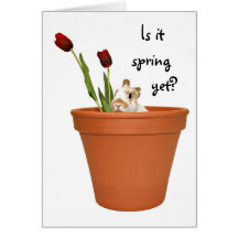 Spring Bunny Greeting Card