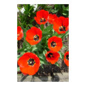 Spring Burst posters by Jack_of_Arts Spring Burst posters