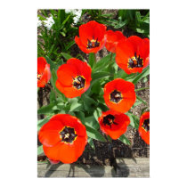 Spring Burst posters by Jack_of_Arts Spring Burst posters