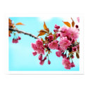 Spring Cherries Poster posters