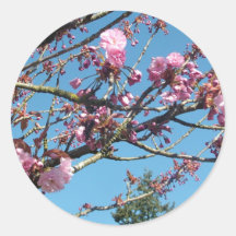 spring cherry blossom sticker