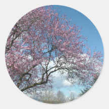 spring cherry blossom sticker