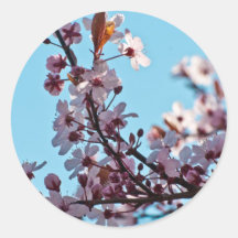 Spring Cherry Blossom Sticker