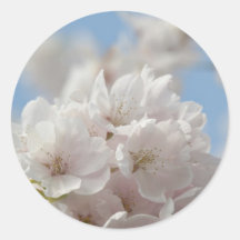 Spring Cherry Blossom Sticker