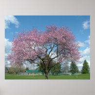 spring cherry blossom tree poster