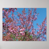 spring cherry blossoming  tree in blue sky poster