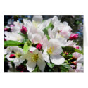 Spring Cherry Blossoms cards by mlane53 Spring Cherry Blossoms cards