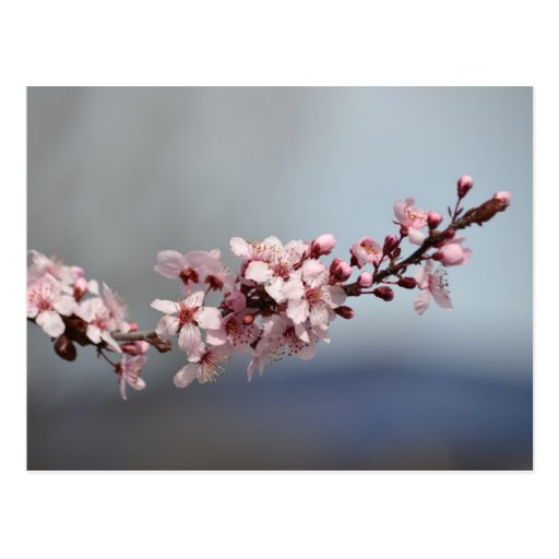 Spring Cherry Blossoms Postcard