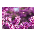 Spring Cherry Blossoms posters