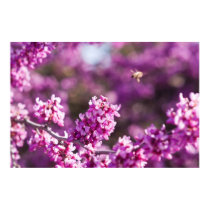 Spring Cherry Blossoms posters