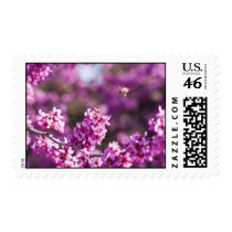Spring Cherry Blossoms stamps