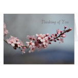 Spring Cherry Blossoms Thinking of You Card