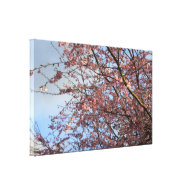 Spring cherry tree blossoming stretched canvas print