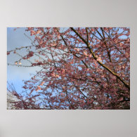 Spring cherry tree blossoming posters