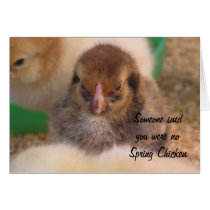 Spring Chickens Cards
