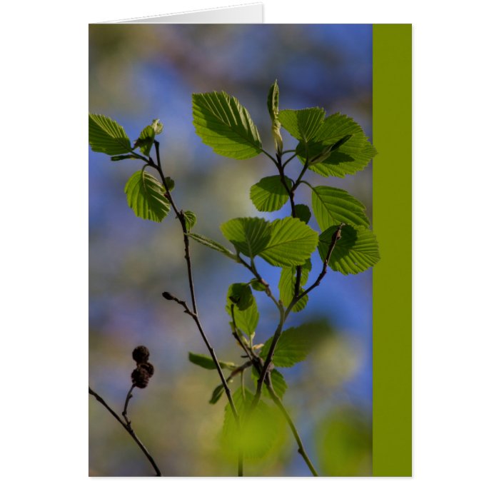 Spring comes by itself CC0843 Zen proverb Greeting Card