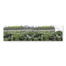 Spring Cotton grass on Grid 37394 bumper stickers