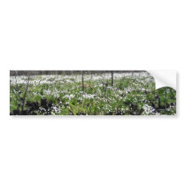 Spring Cotton grass on Grid 37394 bumper stickers