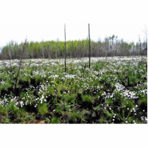 Spring Cotton grass on Grid 37394 photo sculptures
