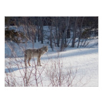 Spring Coyote Photograph