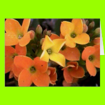 spring creations cards