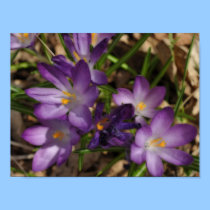 Spring Crocus posters