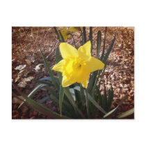 Spring Daffadil postcards by Killlashandra Spring Daffadil postcards