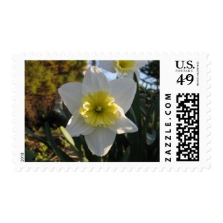 Spring Daffodil Flowers Postage Stamps