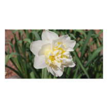 Spring Daffodil photo cards