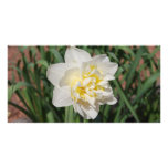 Spring Daffodil Photo Card