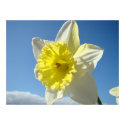 Spring DAFFODILS 11 ART PRINT CANVAS FRAMED POSTER