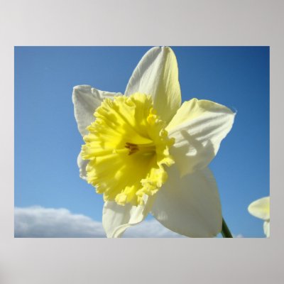  Framed Print on Spring Daffodil Flowers  Art Prints  Canvas Art  Framed Prints